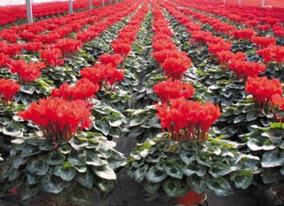 002041登海種業(yè)微跌1.15% 成果轉(zhuǎn)讓背景下的市場反應分析